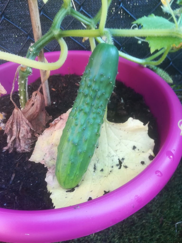 I have grown small cucumbers for the first time this year.